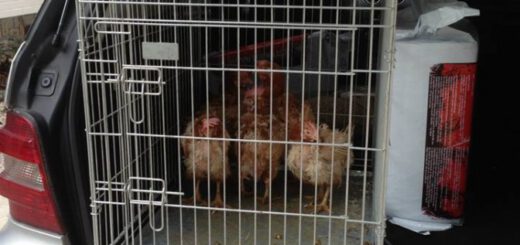 kippen worden gered