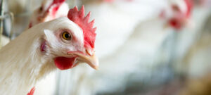 Red Kippen, koop kippen bij redeenlegkip.be